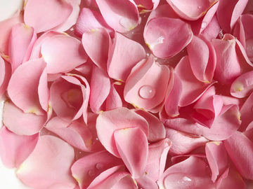 Rosewater: The Secret to Healthy Curly Hair